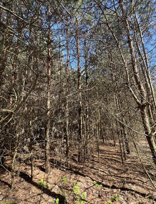 Działki leśne, Las, Tyśmienica, Gm. Parczew