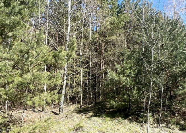 Działki leśne, Las, Tyśmienica, Gm. Parczew