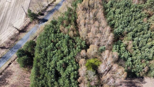 Działki leśne, Las, Tyśmienica, Gm. Parczew
