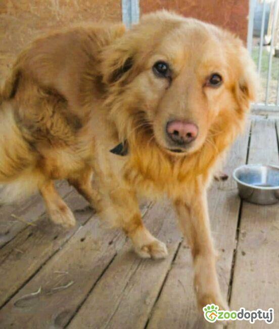 RUDY - delikatny psiak w typie mini goldena do adopcji