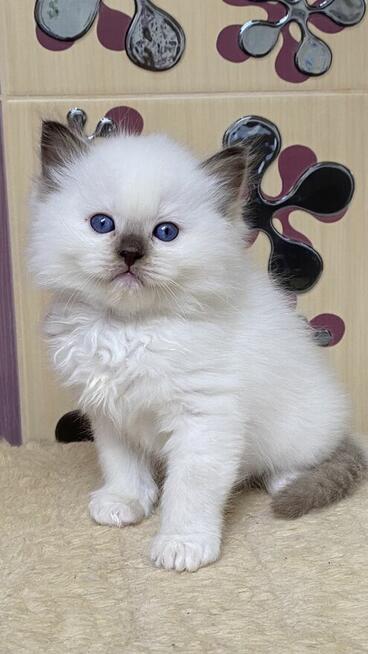 Małe kotki Ragdoll