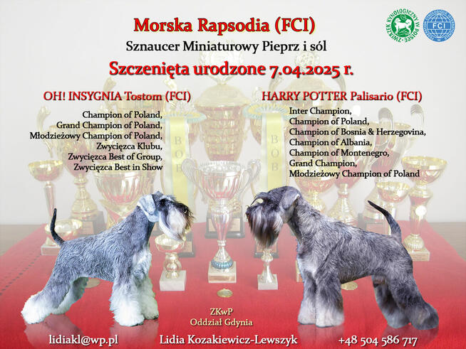 Sznaucer miniaturowy pieprz i sól z rodowodem po champ. FCI