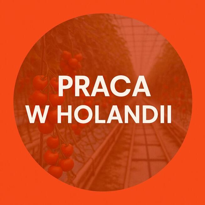 Praca w Holadnii-Szklarnia
