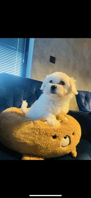 Maltańczyk odbiór od 30.04