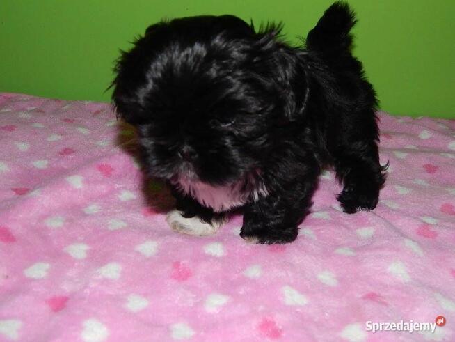 *** Shih Tzu Prześliczne Czarne Maluszki Po Malutkich Rodzic
