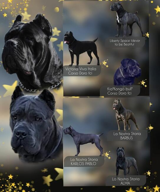 Cane Corso Ksin Fargo Fci