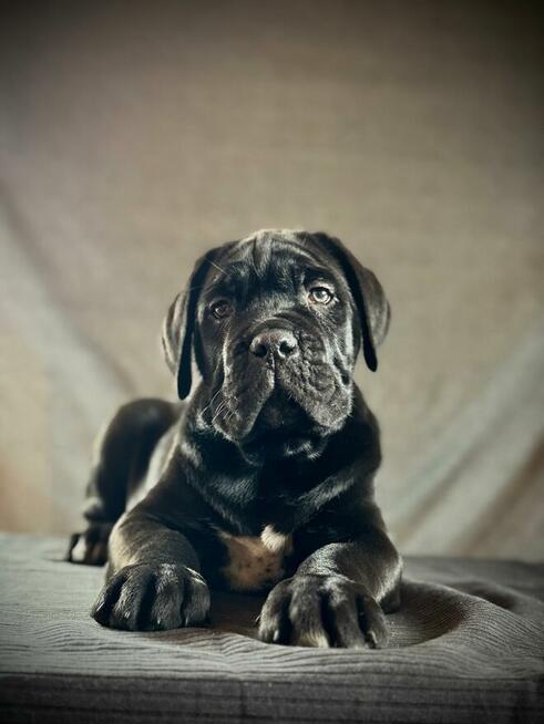 Cane Corso Ksin Fargo Fci