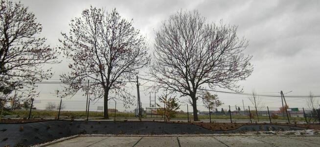 Pielęgnacja ogrodów oraz wycinka drzew metodą alpinistyczną.