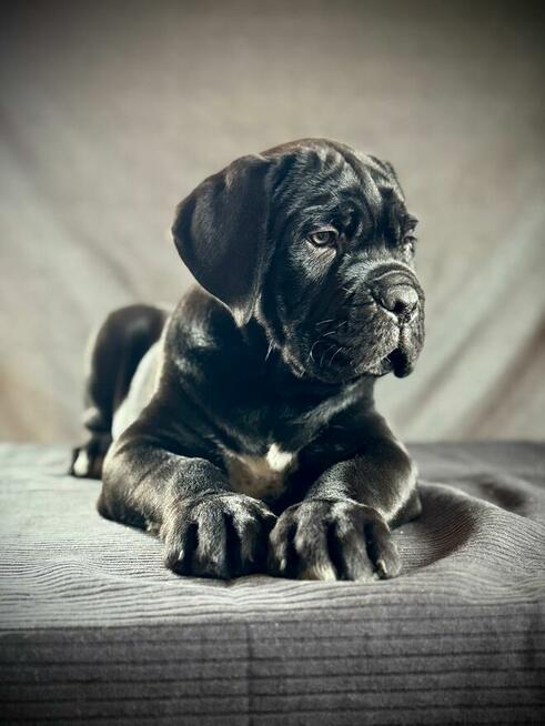 Cane Corso Ksin Fargo Fci