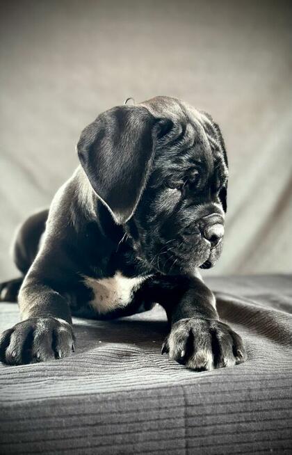 Cane Corso Ksin Fargo Fci
