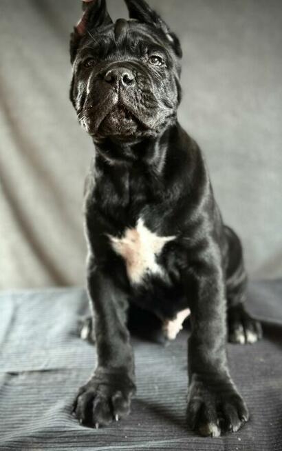 Cane Corso Ksin Fargo Fci