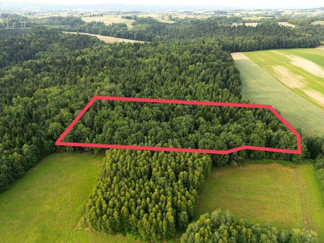 Działka leśna Sitnica gm. Biecz