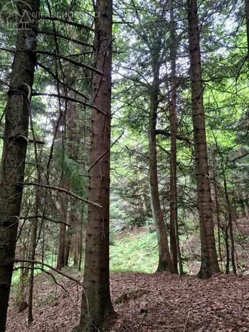 Działka leśna Sitnica gm. Biecz