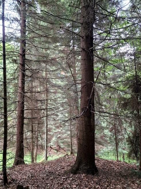 Działka leśna Sitnica gm. Biecz