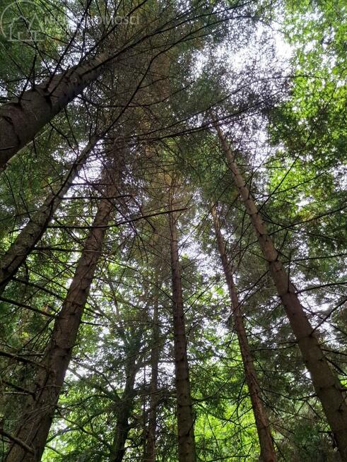 Działka leśna Sitnica gm. Biecz