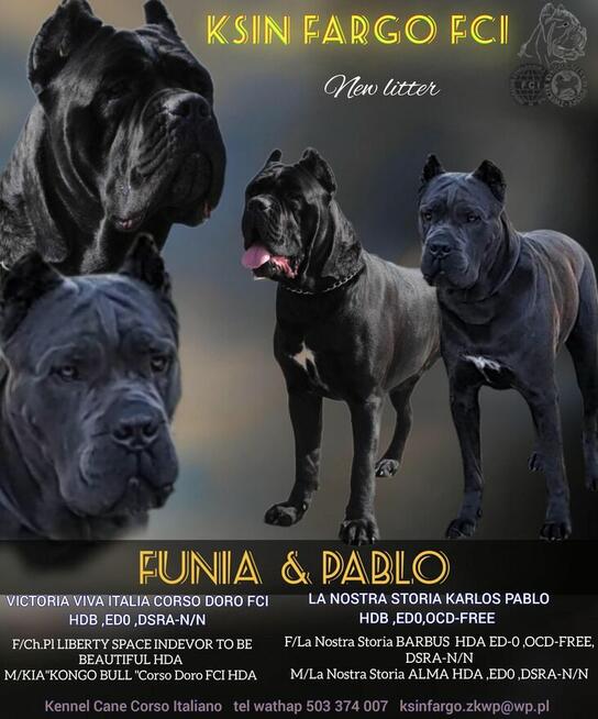 Cane Corso Ksin Fargo Fci