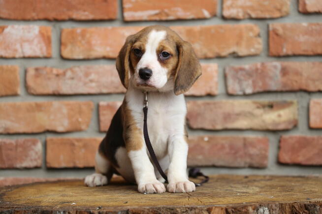 Beagle szczeniak