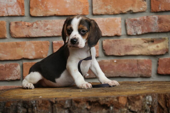 Beagle szczeniak
