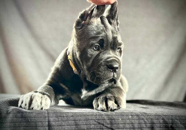 Cane Corso Ksin Fargo Fci