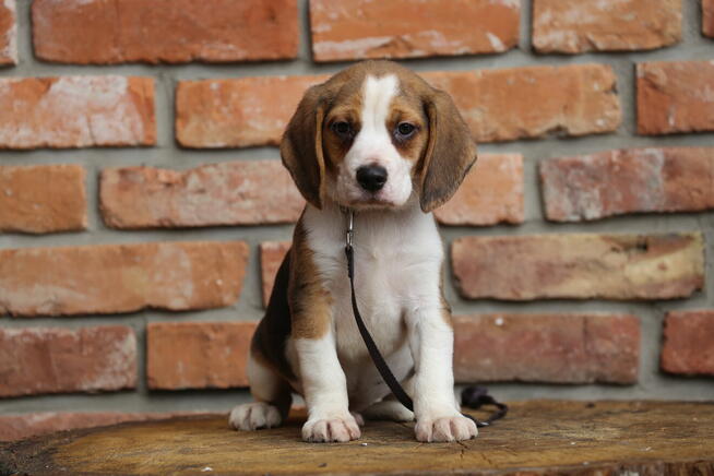 Beagle szczeniak