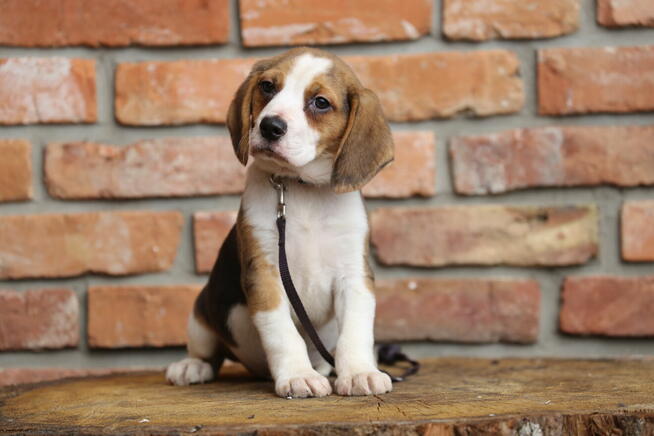 Beagle szczeniak