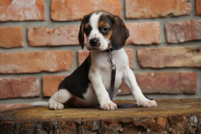 Beagle szczeniak