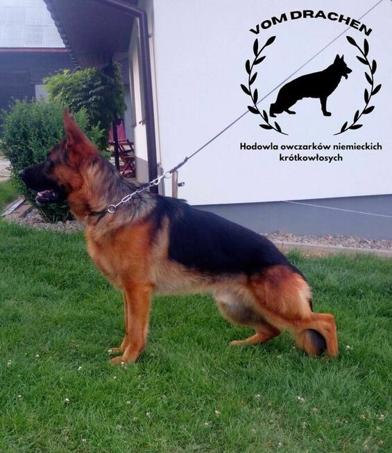 Krycie owczarek niemiecki krótkowłosy REPRODUKTOR Champion