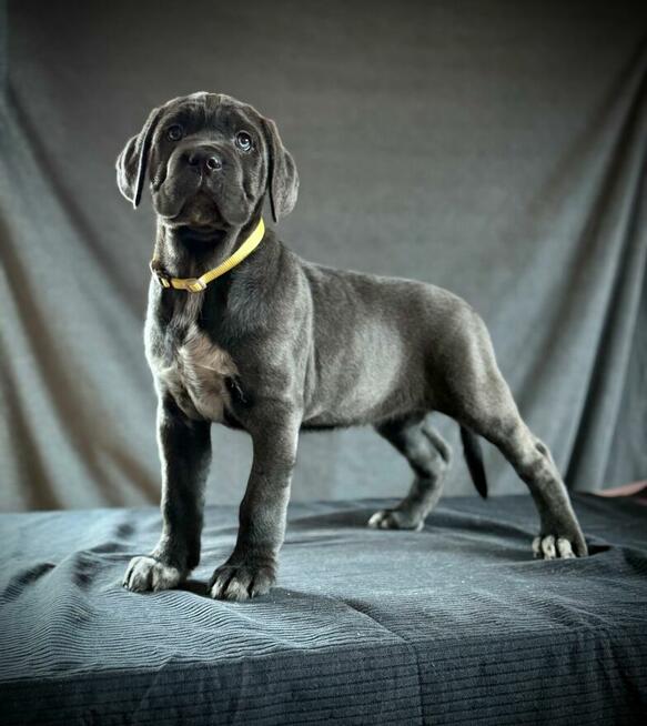 Cane Corso Ksin Fargo Fci