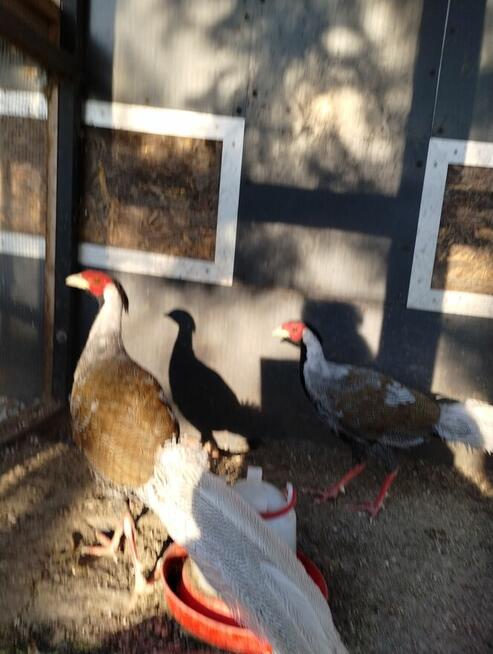 jajka legowe bazantow