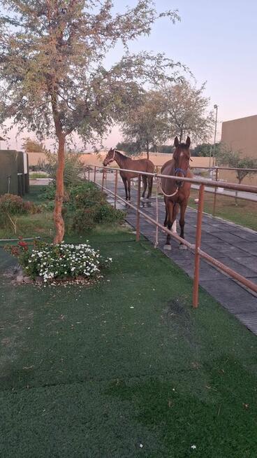 praca na stajni konnej Abu Dhabi