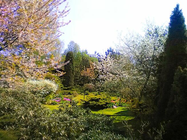 Sprzedam piekną, dużą działkę ROD Chotomów