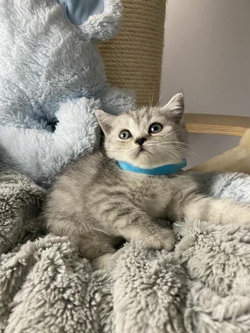 Kocięta brytyjskie urodzone w walentynki