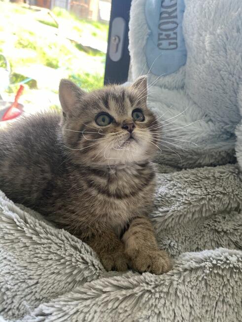 Kocięta brytyjskie urodzone w walentynki