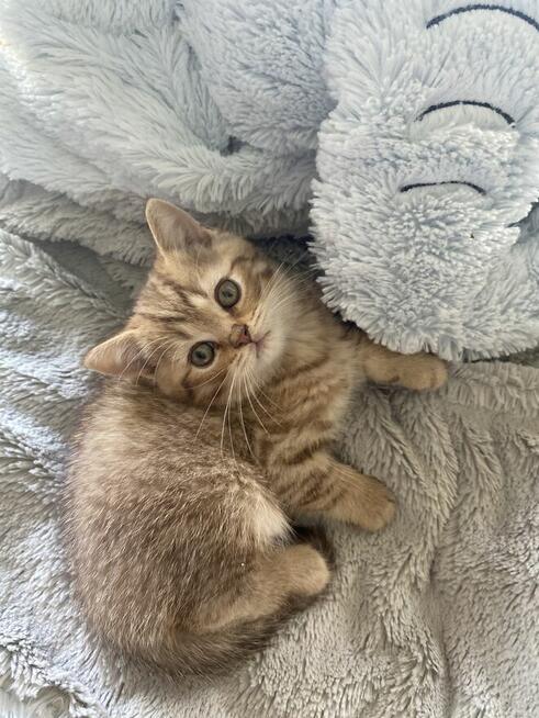 Kocięta brytyjskie urodzone w walentynki