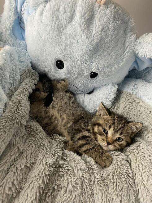 Kocięta brytyjskie urodzone w walentynki