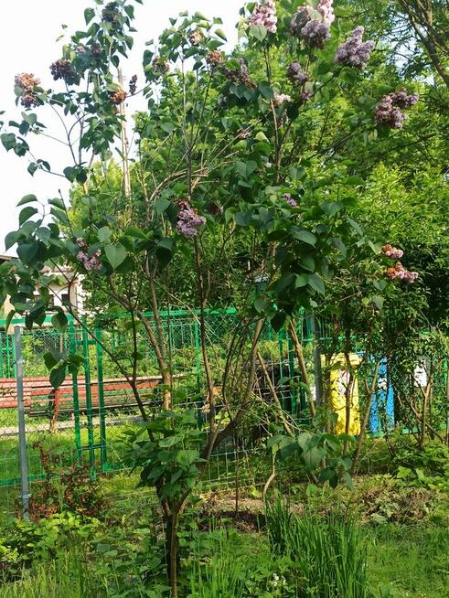 ROD Warszawskie na Rakowickiej