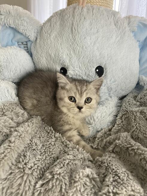 Kocięta brytyjskie urodzone w walentynki