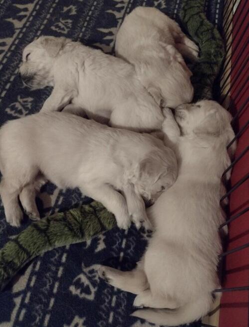 Golden Retriever szczenięta ZKwP/FCI