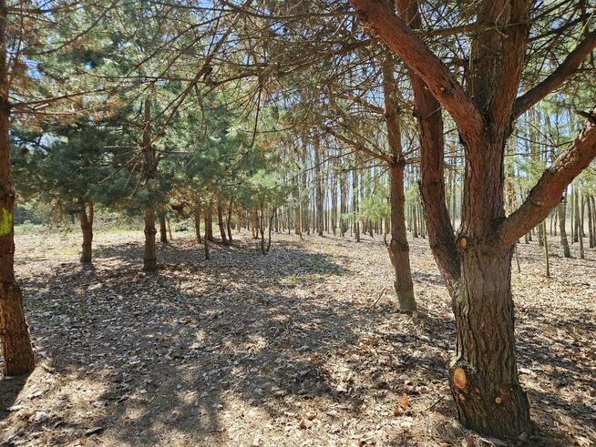 Działka bud.; 2900 M2; Łukawska Wola; WZ; ZADRZEWIONA