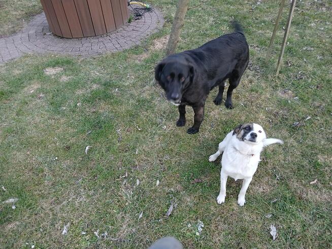 Oddam psa w dobre ręce