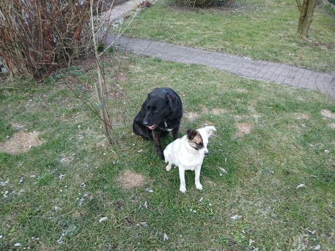 Oddam psa w dobre ręce