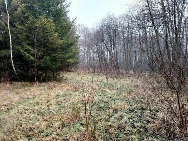 Działka budowlana obok lasu. 3000m2. Jeżewo