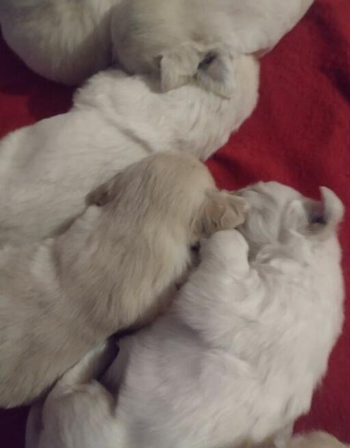 Golden Retriever szczenięta ZKwP/FCI