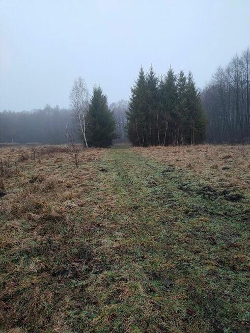 Działka budowlana obok lasu. 3000m2. Jeżewo