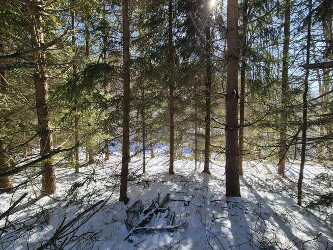 rolna pod Tiny House, las, strumyk droga, 1 h od KR, Beskidy