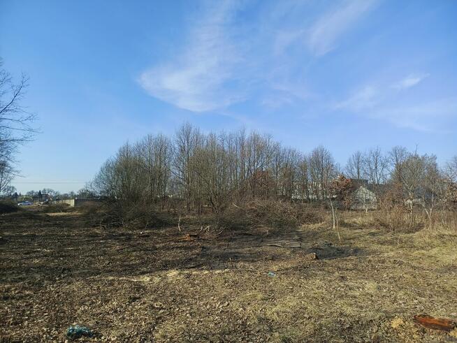 Wycinka drzew / krzewów / drewno