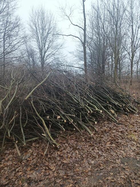 Wycinka drzew / krzewów / drewno