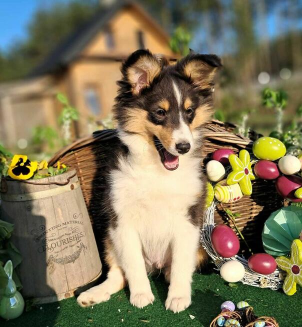 Owczarek Szetlandzki Sheltie ZKwP/FCI