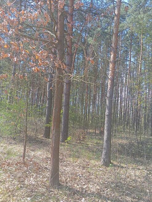 Sprzedam las 1,4261 ha