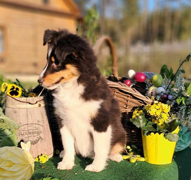 Owczarek Szetlandzki Sheltie ZKwP/FCI